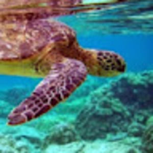 Meet your Posher, Amelia